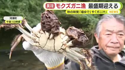 秋の味覚・モクズガニの漁が最盛期迎える　塩ゆでやガニ汁に