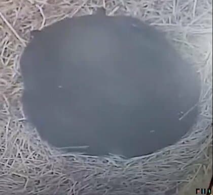 クマ好む「ガソリンやペンキ」のにおい…近づき体をすりつける様子も　冬眠の遅れによる「今年いっぱい警戒」を専門家指摘