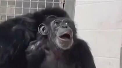 初めて空を見たチンパンジー、驚いた表情で何度も見上げる　おりの中に28年…外に出た時の反応が話題　アメリカ