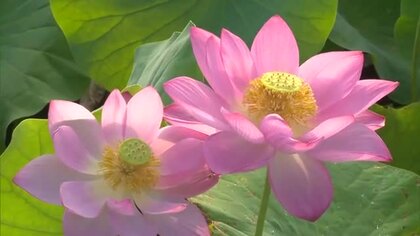 美しい姿を見られるのは朝のうちのほんの一瞬…美作市のビオトープ公園で「大賀ハス」の花が見頃【岡山】