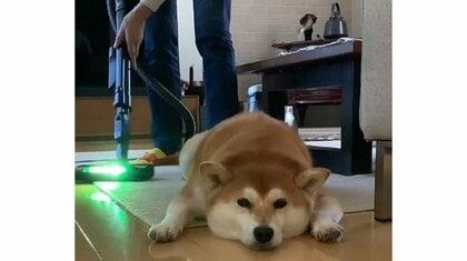 「絶対に退かない」近くで掃除機をかけられても全く動かない柴犬に貫禄すら感じる…いつものことなのか飼い主に聞いた