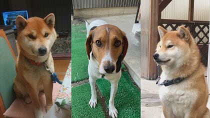 謎の愛犬不審死から1年…原因特定できず飼い主は“悲しの淵”に沈んだまま…「2度とあってはならない」無念の日々