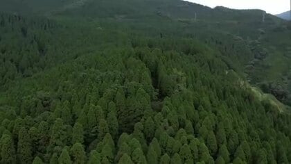 宮崎県のスギ丸太の生産量35年連続日本一　再造林率は全国3位