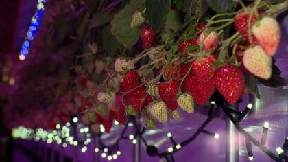 幻想的で映え…「夜のいちご狩り」が若者に人気　専門家「夜のレジャー拡充につながる可能性」