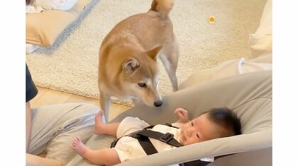 「心配してくれた？」赤ちゃんの“くしゃみ連発”で駆けつけた“兄”柴犬が頼もしい…当時の様子を父親に聞いた