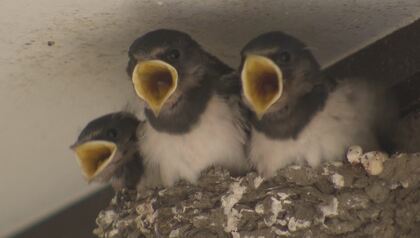 異変！？まさか、冬に　長野市でツバメ子育て中　例年は4月頃なのに…「寒さから餌がなくならないか心配」
