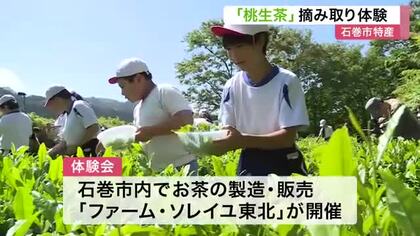 石巻市の特産「桃生茶」を地元の小学生が茶摘み体験　４００年の歴史を持つお茶は卒業前に紅茶へ〈宮城〉