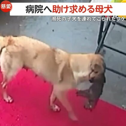 子犬くわえて病院へ助け求める母犬　入口前に子犬を置きペロペロ…獣医が治療し一命を取り留める　獣医師「助けてもらえると理解して連れてきた」　トルコ
