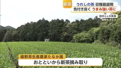 初入札で過去最高値「うれしの茶」嬉野市茶畑で新茶摘み取り開始【佐賀県】