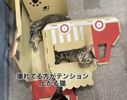 「制作時間30分、破壊1分」新しいおもちゃをメチャクチャにする保護猫たちが自由すぎる！いつもこうなのか聞いた