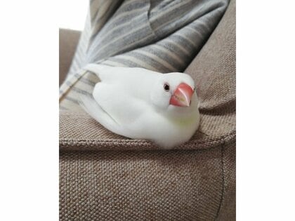 花嫁さんみたい」文鳥がスサーと広げた羽が“シルクの