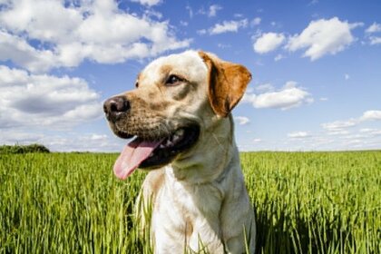 21年最新 人気の大型犬は 好きな大型犬種ランキング 一位になったのは忠犬で知られる 秋田