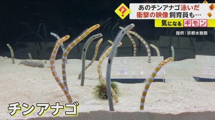 全身初めて見た」チンアナゴが泳ぐ珍しい映像公開 砂から飛び出し