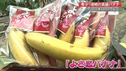 1本1500円の高級バナナ「よさ恋」 甘さ濃厚、食べ応え抜群…夏はかき氷