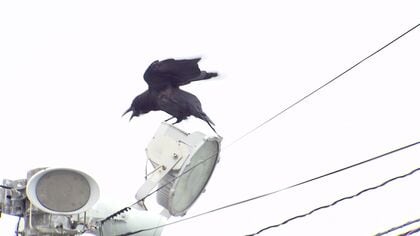 餌が欲しいから話しかける？ おたる水族館に出没する“謎のカラス”を