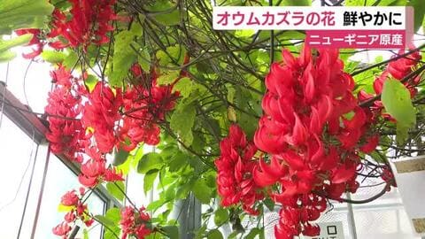 ニューギニア原産の「オウムカズラ」　熱川バナナワニ園で鮮やかに