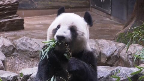 上野動物園のパンダ観覧　23日からインターネット事前予約した人のみに　屋外にいる姿の観覧は26日が最後に