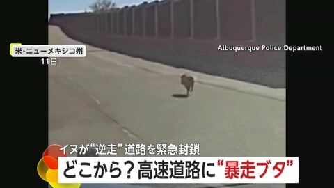 どこから？高速道路に“暴走ブタ”…挟み撃ちで“拘束”　トンネル“逆走イヌ”は自らパトカー後部座席に乗り込む　アメリカ