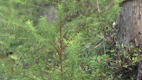 「森林・林業で日本一」掲げる町 50年先を見据えて取り組むSDGs 端材も余すことなく木材100%利用【岩手発】