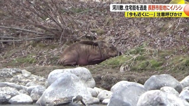 再び裾花川の河川敷へ現れたイノシシ