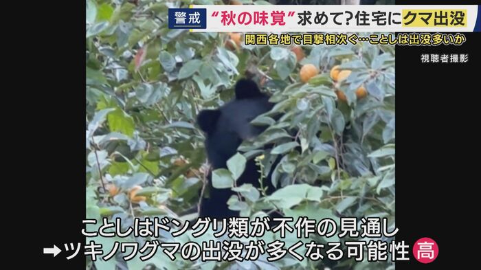 「ドングリ類が不作の見通しでツキノワグマの出没が多くなる可能性が高い」