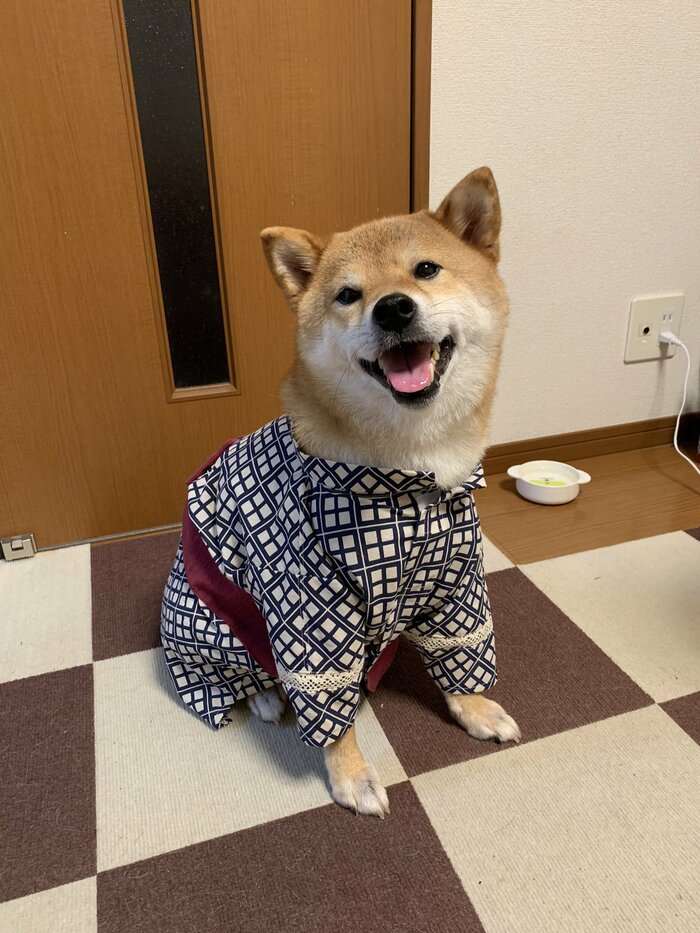 犬用の甚平を着る銀次くん