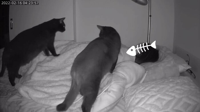 飼い主の布団に登場。2匹がとった行動は… 左:メリーくん 右:ピピンくん