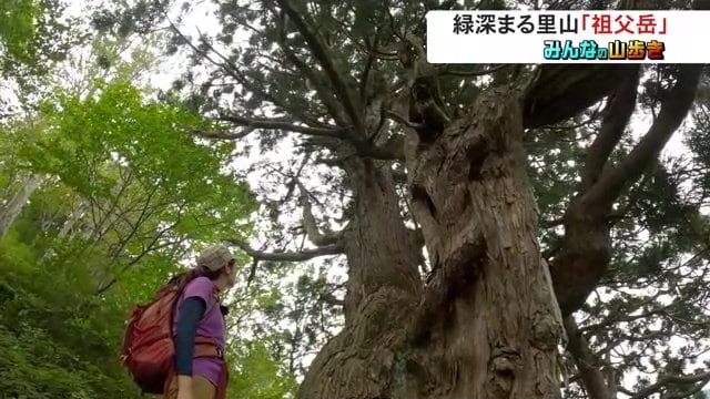 下山ルートで見ることができるスギの巨木