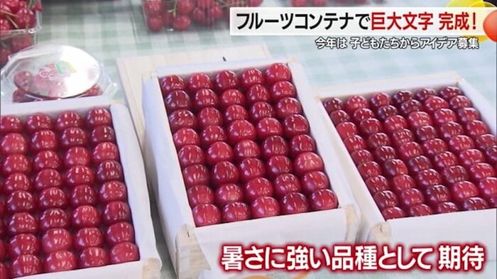 サクランボの新品種「やまがた紅王」