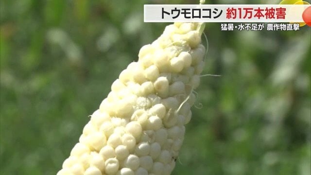 出荷できない歯抜けのトウモロコシ