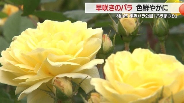 敷地7ヘクタールに750品種・約2万株のバラが植えられている