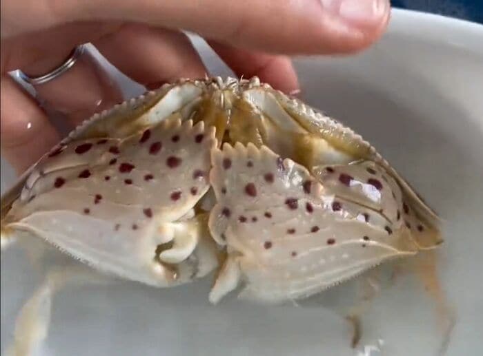 ハサミはこうなっている