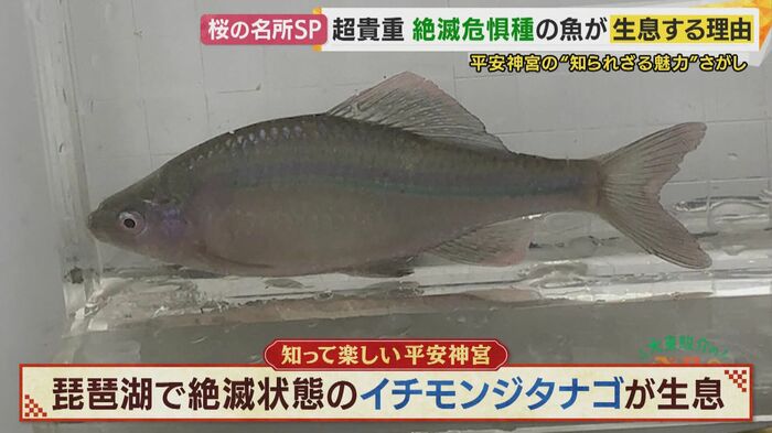 イチモンジタナゴ