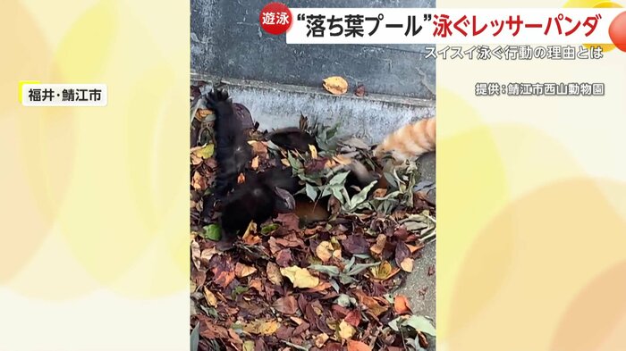 別の日も落ち葉の中を泳ぐニーコちゃん