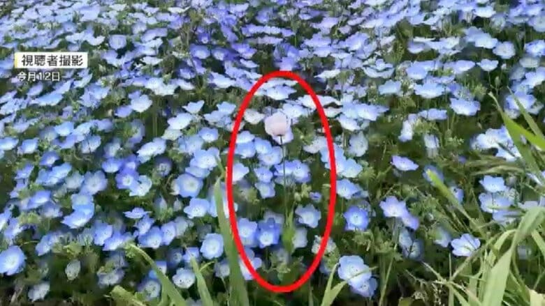 去年に続きまた…100万本のネモフィラに紛れた“違法な植物”　麻薬成分を含むケシ見つかる　福岡・海の中道海浜公園｜FNNプライムオンライン