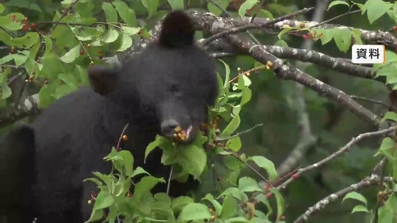 “クマの餌”ブナの実　岩手県内は11年ぶり「豊作」予測　東北森林管理局が公表｜FNNプライムオンライン