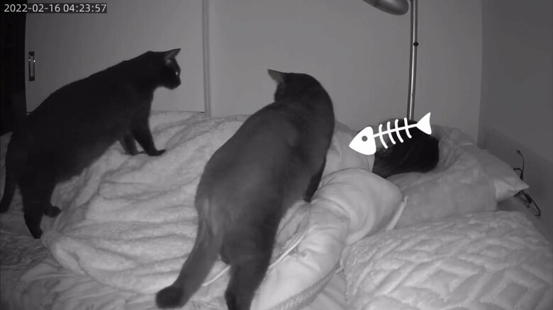 就寝中の飼い主に“お尻押し付け＆ふみふみ”…午前4時、愛猫たちの“やりたい放題”をとらえた!｜FNNプライムオンライン