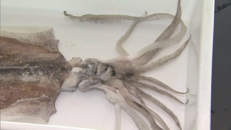激レア！“腕が11本”の珍しいアオリイカ　貴重な標本として博物館に提供を検討｜FNNプライムオンライン
