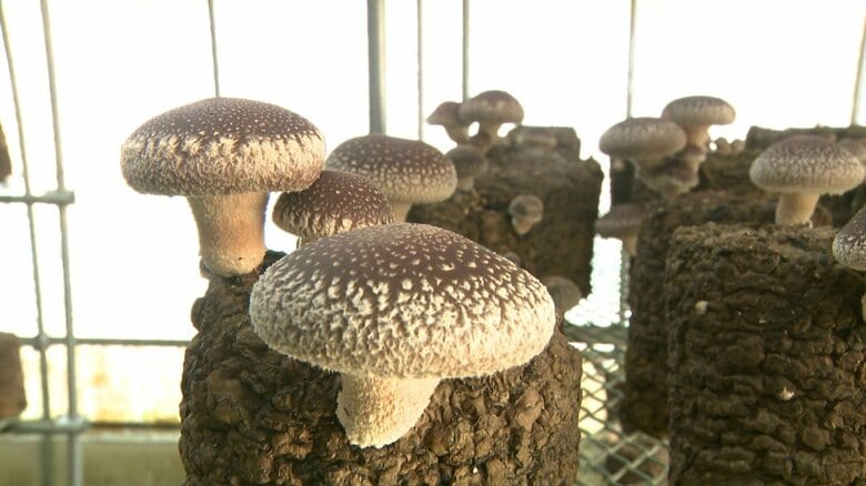 茶農家が生んだ奇跡のシイタケ！道の駅でバカ売れする” 足迄旨治郎”　茶業が低迷する中で仕掛けた逆転の一手　プロも絶賛「肉厚で食感も良く素材としてすごく魅力的」｜FNNプライムオンライン