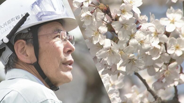 「100年先も一目千本桜と呼ばれるように…」サクラ再生へ　次世代に受け継がれる“樹木医”の思い【宮城発】｜FNNプライムオンライン