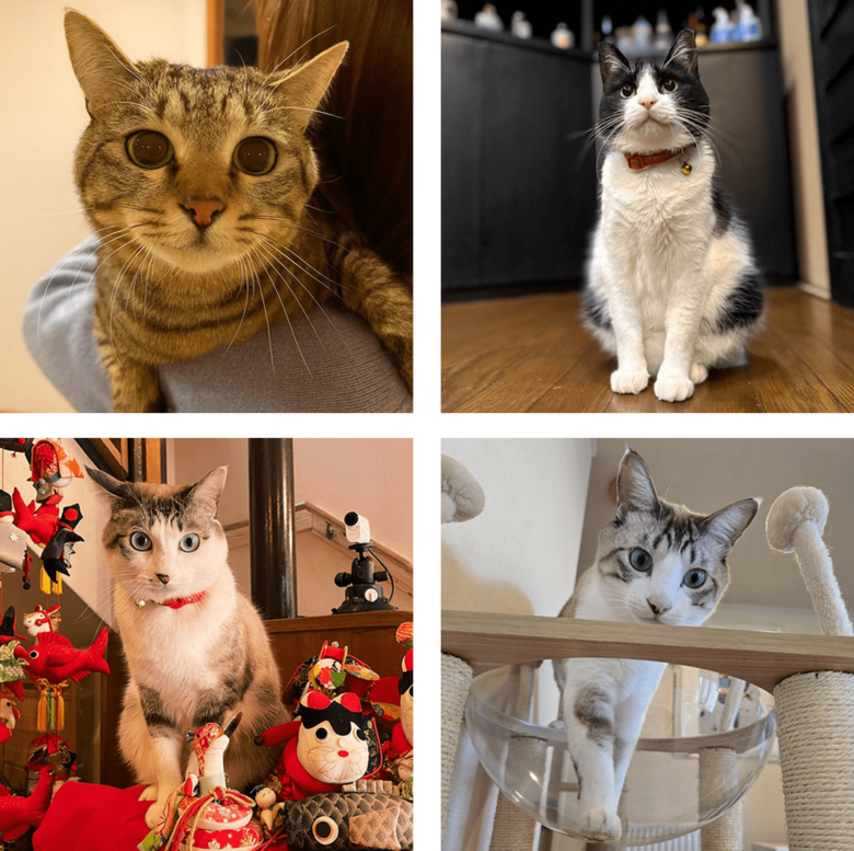 「楽天トラベル」、猫の日に合わせて宿の看板猫ランキングを発表