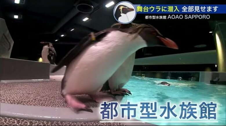 札幌中心部でペンギンに会える 都市型水族館 完成までの道のり 舞台ウラ密着 ビルならでは工夫も【北海道発】｜FNNプライムオンライン