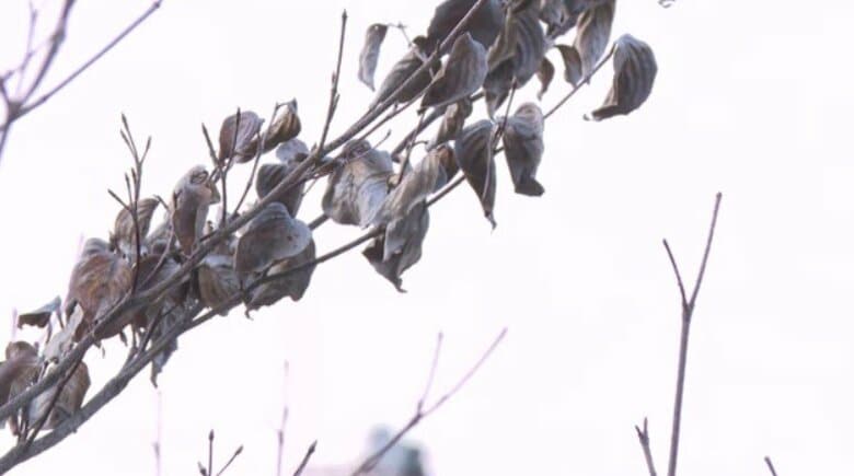 福岡県の標高の高いところで積雪のおそれ　18日夜から19日午前中にかけて　強い寒気が流れ込む影響　路面凍結などに備えを　気象台｜FNNプライムオンライン