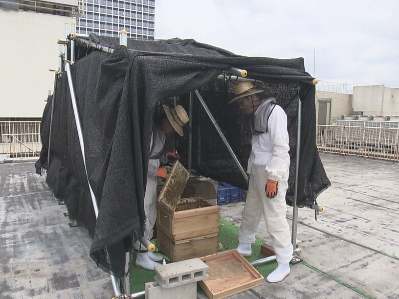 9月下旬頃から販売予定…名古屋栄三越の屋上で“ハチミツ作り” 約3万匹のミツバチが名古屋の街中から蜜集める｜FNNプライムオンライン