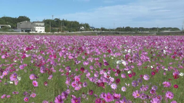 白やピンクの花が風に揺れる…約15万本のコスモスが見頃 収穫終わった田んぼで見物客迎える 三重県御浜町｜FNNプライムオンライン