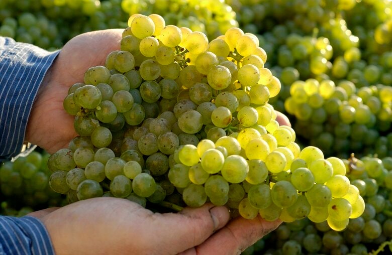 ドイツワイン2025年のヴィンテージ: ドイツでは2010年以来、最も収穫量が少ないヴィンテージ