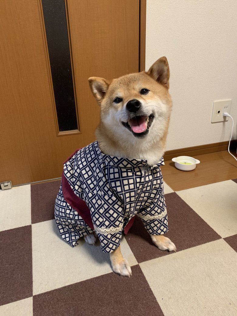 犬用の甚平を着る銀次くん