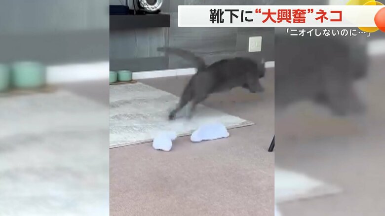 再びニオイをかぐと、興奮のあまり駆け出してしまったベルちゃん