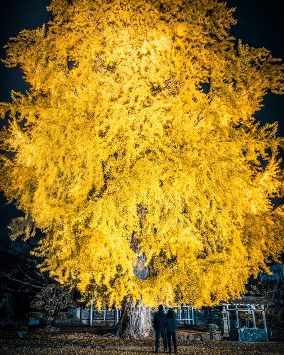 まるで花火のような大銀杏