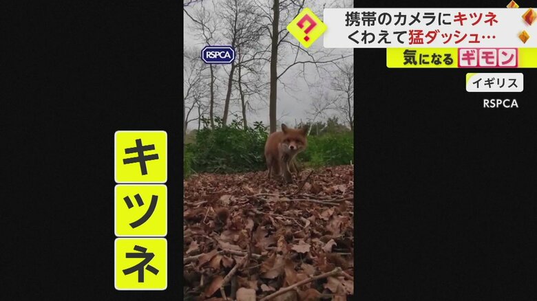 あるキツネを撮影する目的で置いた携帯電話を別のキツネがくわえてダッシュする一部始終